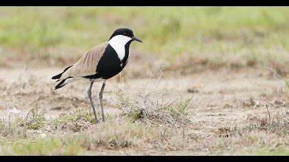 Spur-winged Lapwing