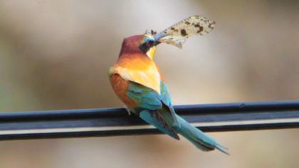 European Bee-eater