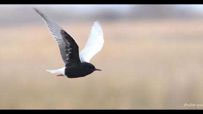 White-winged Tern