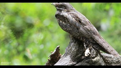 European Nightjar