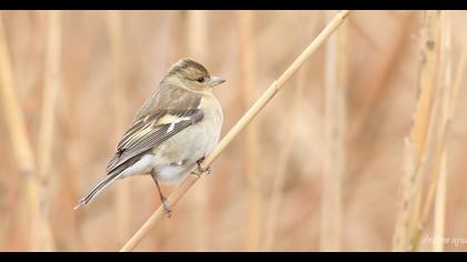 Common Chaffinch