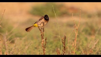 White-spectacled Bulbul