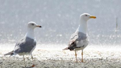 Yellow-legged Gull
