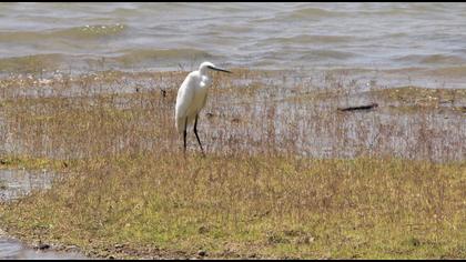 Little Egret