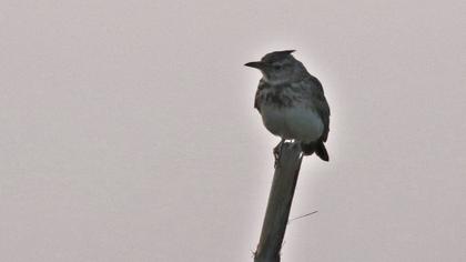 Crested Lark