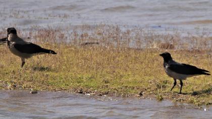 Hooded Crow