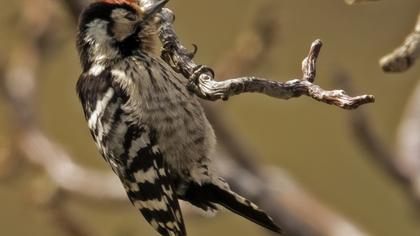 Lesser Spotted Woodpecker