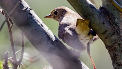 Thrush Nightingale