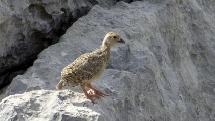 Chukar Partridge