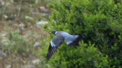 Common Wood Pigeon