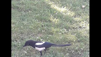 Eurasian Magpie