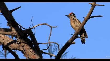 Lesser Spotted Woodpecker