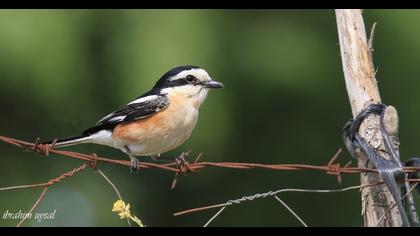 Masked Shrike