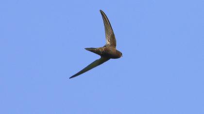Common Swift