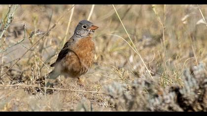 Grey-necked Bunting