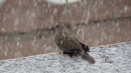 Eurasian Collared Dove