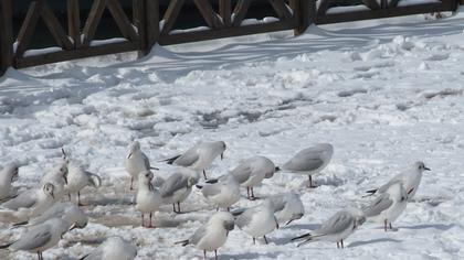 Black-headed Gull