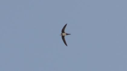 Alpine Swift