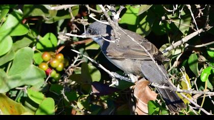 Common Whitethroat