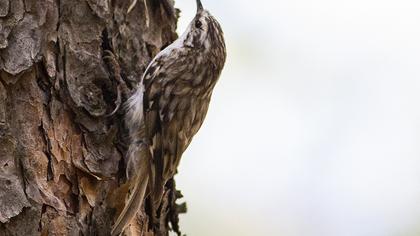 Eurasian Treecreeper