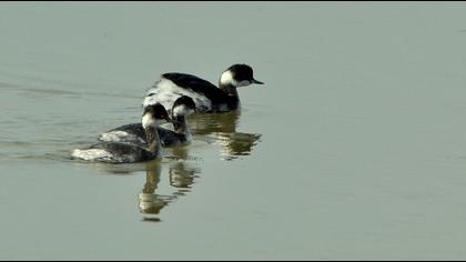 Black-necked Grebe