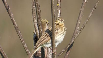 Tree Pipit