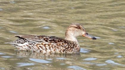Eurasian Teal