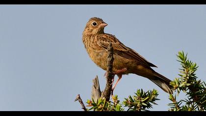 Cretzschmar`s Bunting