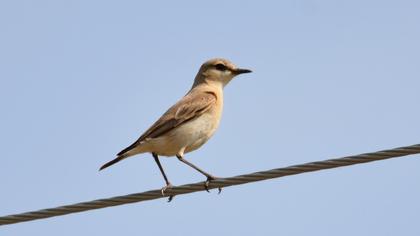 Isabelline Wheatear
