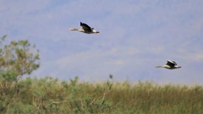 Greylag Goose