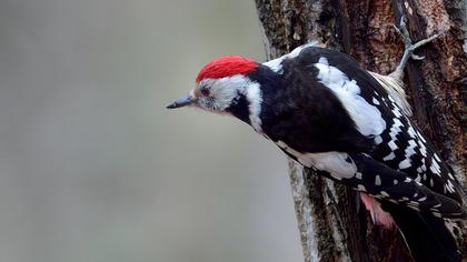 Middle Spotted Woodpecker