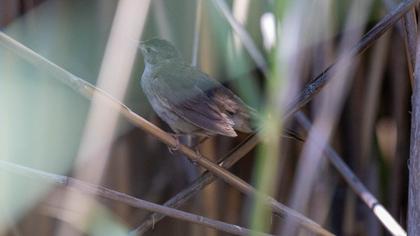 Bataklık kamışçını