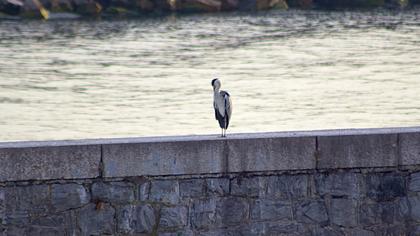 Grey Heron