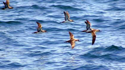 Yelkouan Shearwater