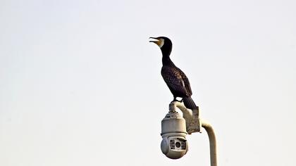 Great Cormorant