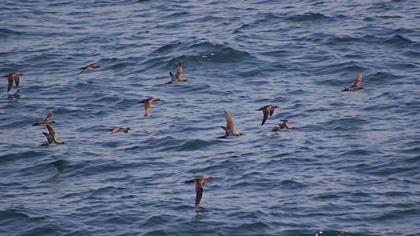 Yelkouan Shearwater