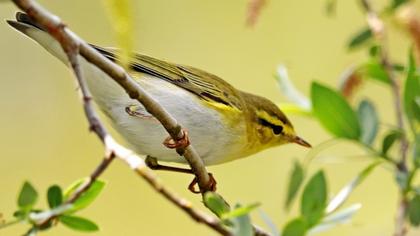 Wood Warbler