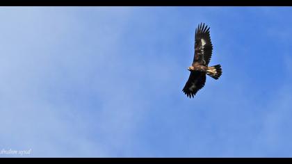 Golden Eagle