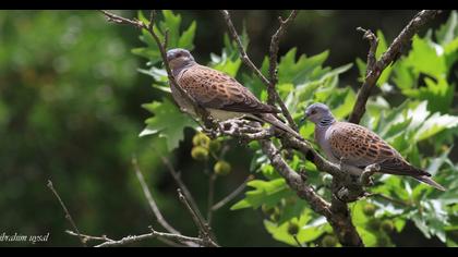 European Turtle Dove