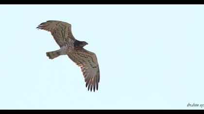 Short-toed Snake Eagle
