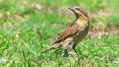 Eurasian Wryneck