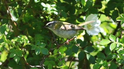 Common Firecrest