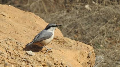 Western Rock Nuthatch