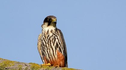 Eurasian Hobby