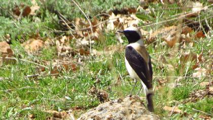 Black-eared Wheatear