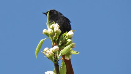 Black Redstart