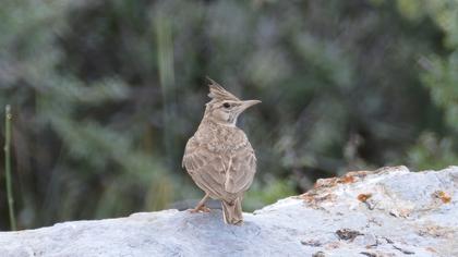Crested Lark
