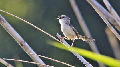 Delicate prinia