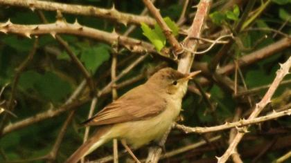 Marsh Warbler
