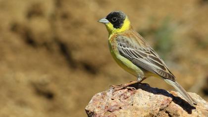Black-headed Bunting